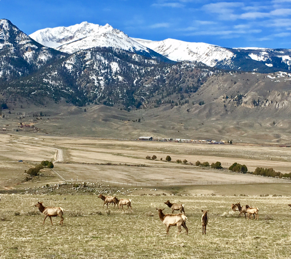 A herd of elk grazes in an open field with snow-capped mountains in the background under a blue sky, and scattered trees dotting the landscape.