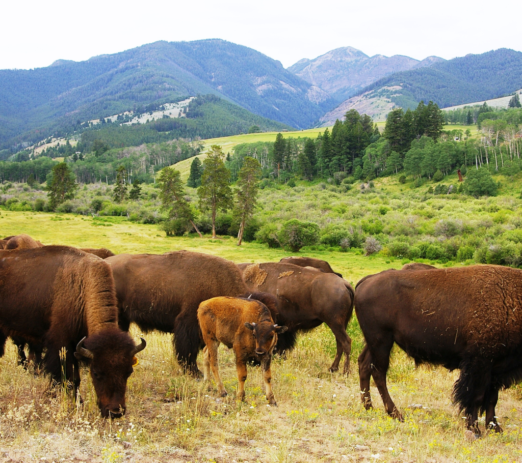A herd of bison, including a calf, grazes on green grass in a meadow with rolling hills and forested mountains in the background under a cloudy sky.