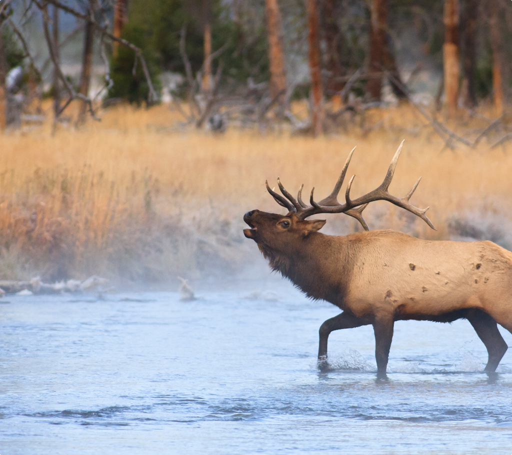 A large elk with antlers stands in a shallow river, surrounded by mist and tall yellow grass. Trees are visible in the blurred background.