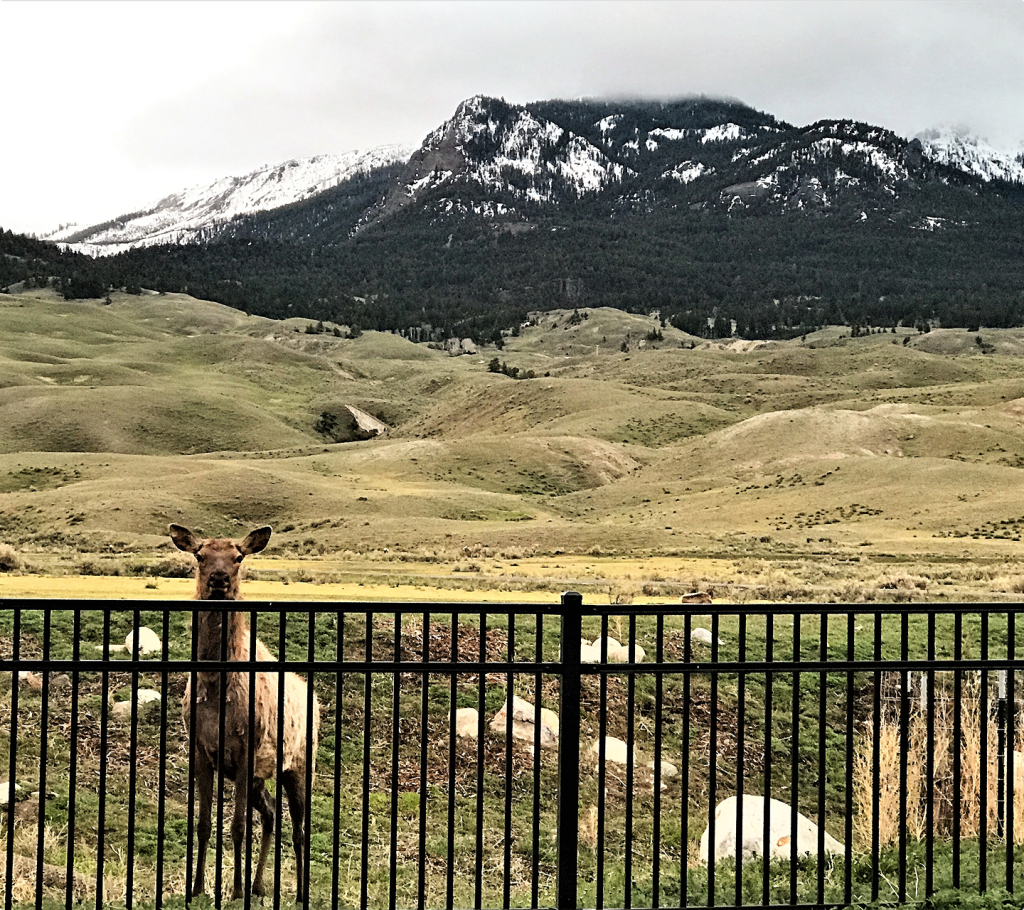 A lone elk stands behind a black metal fence, looking toward the camera, with rolling green hills and a snow-capped mountain in the background under a cloudy sky.