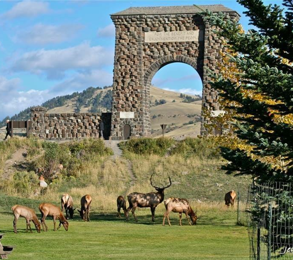 A group of elk graze on green grass near the Roosevelt Arch, a large stone gateway at Yellowstone National Park, with hills and trees in the background.